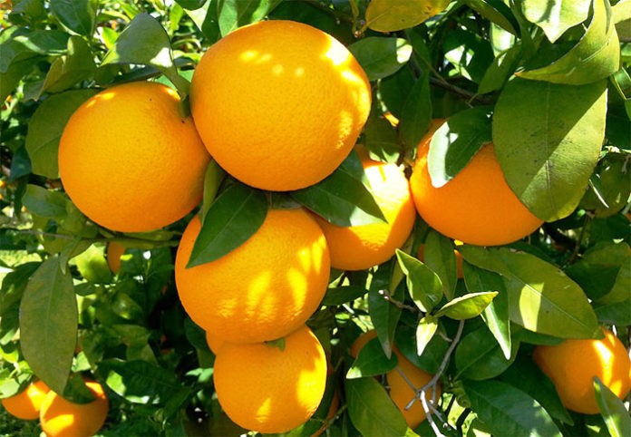 «50,000 toneladas de naranja pueden salvarse», asegura el exportador de cítricos, René Bendaña «50,000 toneladas de naranja pueden salvarse», asegura el exportador de cítricos, René Bendaña
