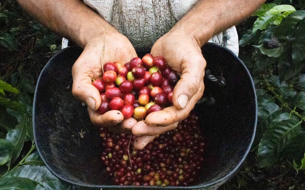 Mario Segura: «1.5 millones de quintales de café se podrían perder por falta de accesos a las fincas» Mario Segura: «1.5 millones de quintales de café se podrían perder por falta de accesos a las fincas»