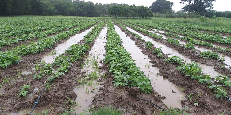 Alcalde de Tela: » Se perdieron millones en la producción agrícola por Eta « Alcalde de Tela: » Se perdieron millones en la producción agrícola por Eta «