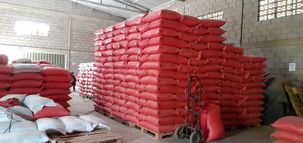 Productores de Frijol aseguran 70,000 quintales, por lo que no debe haber especulaciones  