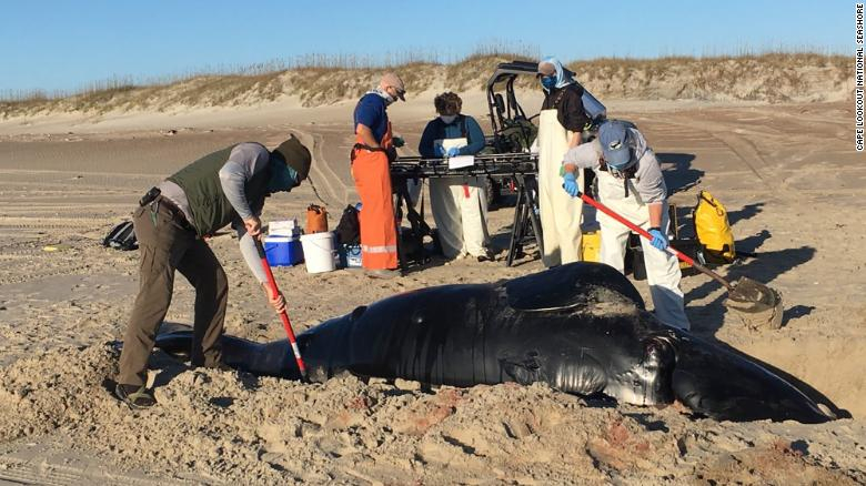 Una rara ballena aparece muerta en Carolina del Norte, EEUU