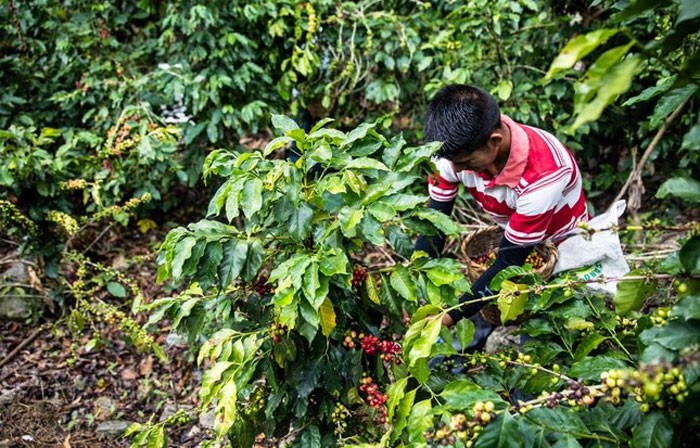 Exportador asegura que daños por Eta en fincas cafetaleras fueron normales Exportador asegura que daños por Eta en fincas cafetaleras fueron normales