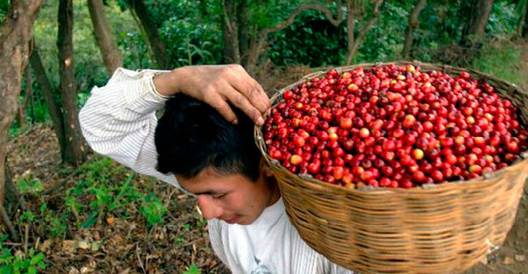 Dirigente cafetalero: A pesar de Eta, “Dios fue bondadoso con nosotros” Dirigente cafetalero: A pesar de Eta, “Dios fue bondadoso con nosotros”