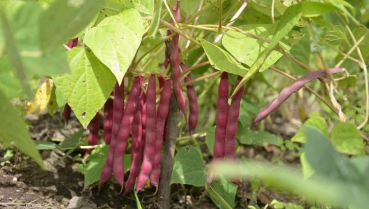 Prograno: Unos 800 mil quintales de frijol podrían perderse por Eta