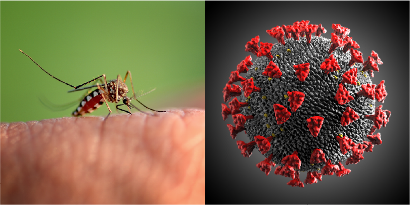 Secretaría de Salud: A pesar de la pandemia no hemos descuidado el dengue Secretaría de Salud: A pesar de la pandemia no hemos descuidado el dengue