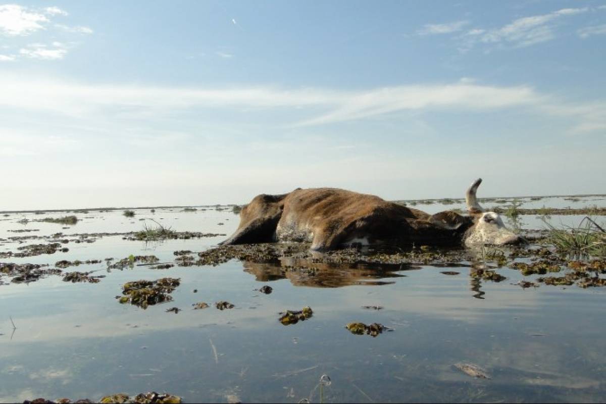 Fenagh estima que más de 2,000 cabezas de ganado se perdieron a causa de «Eta» Fenagh estima que más de 2,000 cabezas de ganado se perdieron a causa de «Eta»
