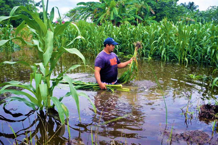 Banhprovi cuenta con fondos inmediatos para atender emergencia en el agro y en vivienda