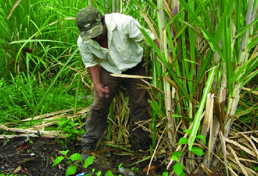 Presidente de APAH: 25,000 manzanas de caña podrían salvarse, si bajan las aguas Presidente de APAH: 25,000 manzanas de caña podrían salvarse, si bajan las aguas