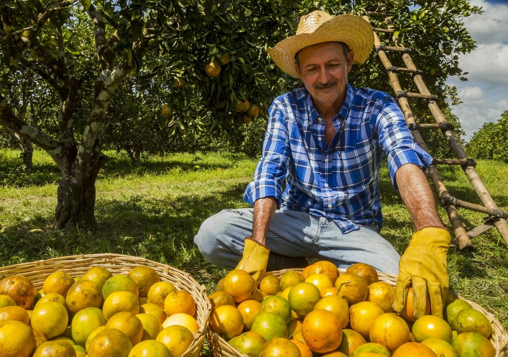 Citricultura golpeada por Eta se reportan 15 mil toneladas de naranja en pérdidas en El Bajo Aguan Citricultura golpeada por Eta se reportan 15 mil toneladas de naranja en pérdidas en El Bajo Aguan