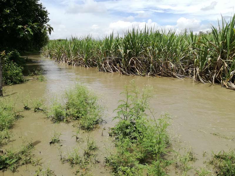 11,500 hectáreas de azúcar están inundadas, informa Presidenta de Fenagh