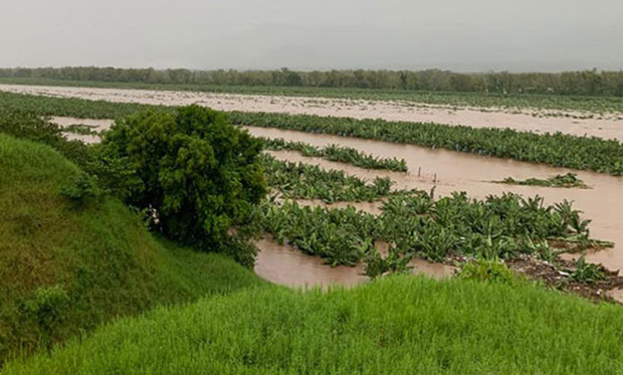 Se pierden 29,285 manzanas de granos y cítricos por Eta