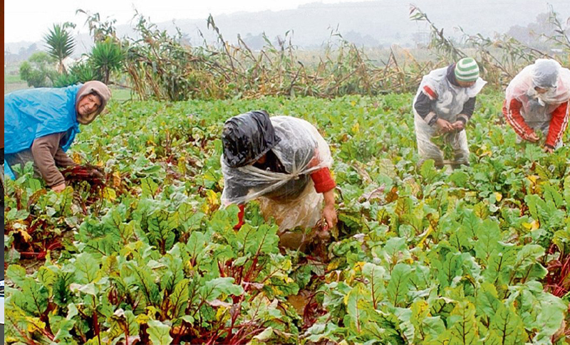 Más de L.6,000 millones se necesitan para reactivar el sector agroalimentario, asegura ministro de La SAG