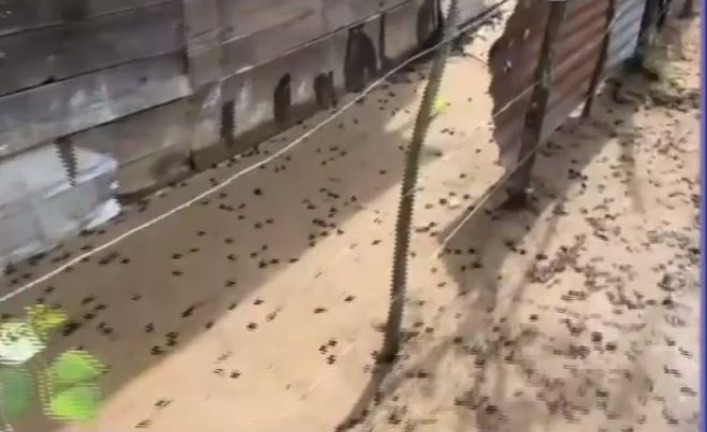 Sapos y ranas inundan comunidad en Colón