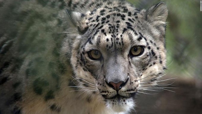 Leopardo de las nieves da positivo por covid-19 en zoológico de EEUU