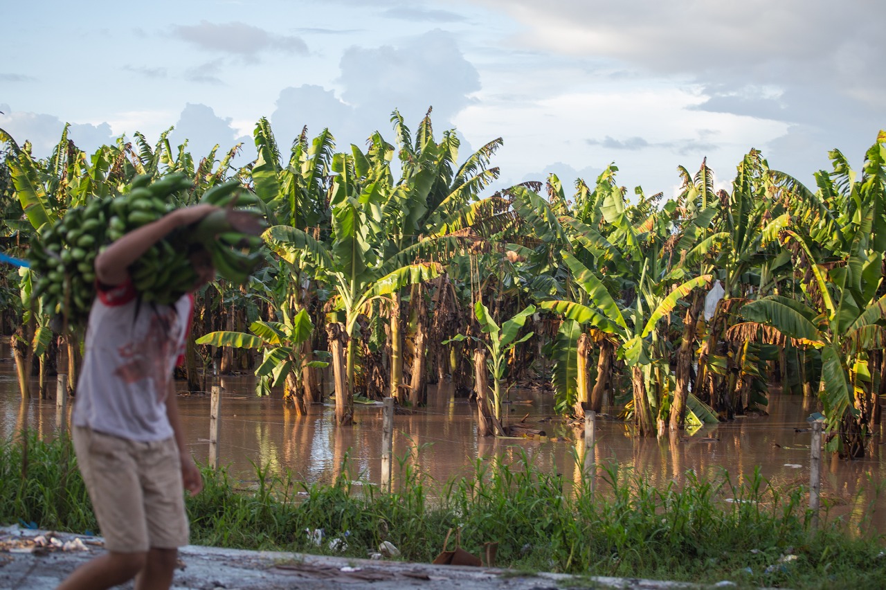 Unos 50 millones de dólares en perdidas  reporta la producción y exportación de banano   tras el paso de Eta e Iota
