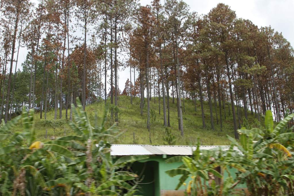 Unos L 230 millones se destinarán en el país para la protección del bosque Unos L 230 millones se destinarán en el país para la protección del bosque