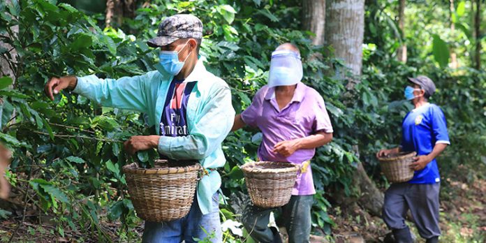 Productores de café solicitan al menos 60 mil  corteros para sacar  cosecha