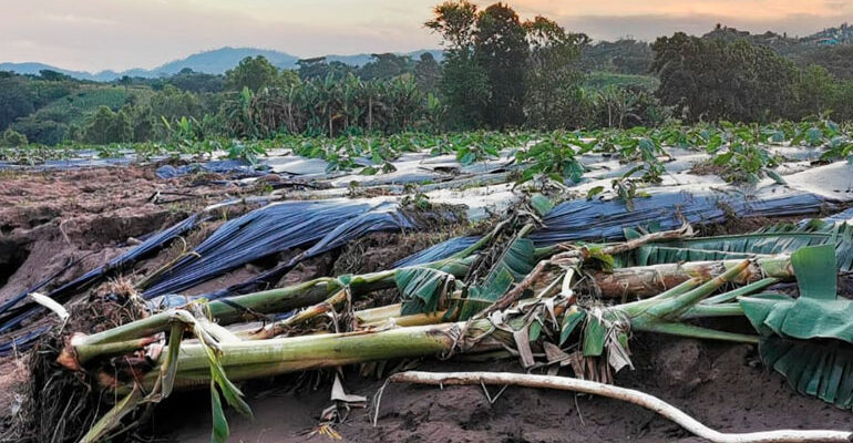 Con lo contabilizado sector agroalimentario reporta perdidas por L. 50,000 millones Con lo contabilizado sector agroalimentario reporta perdidas por L. 50,000 millones