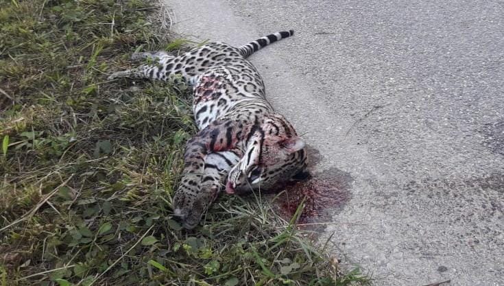 De varios impactos de bala le quitan la vida a tigrillo en Santa Cruz de Yojoa