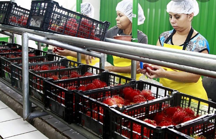 Inspectores de SENASA son capacitados en exportación de productos agrícolas frescos Inspectores de SENASA son capacitados en exportación de productos agrícolas frescos