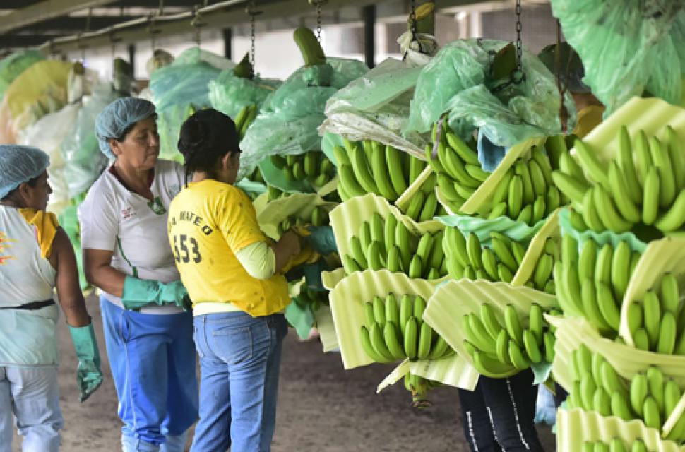 Asociación de bananeros buscará junto al gobierno rescatar unos 5,000 empleos Asociación de bananeros buscará junto al gobierno rescatar unos 5,000 empleos
