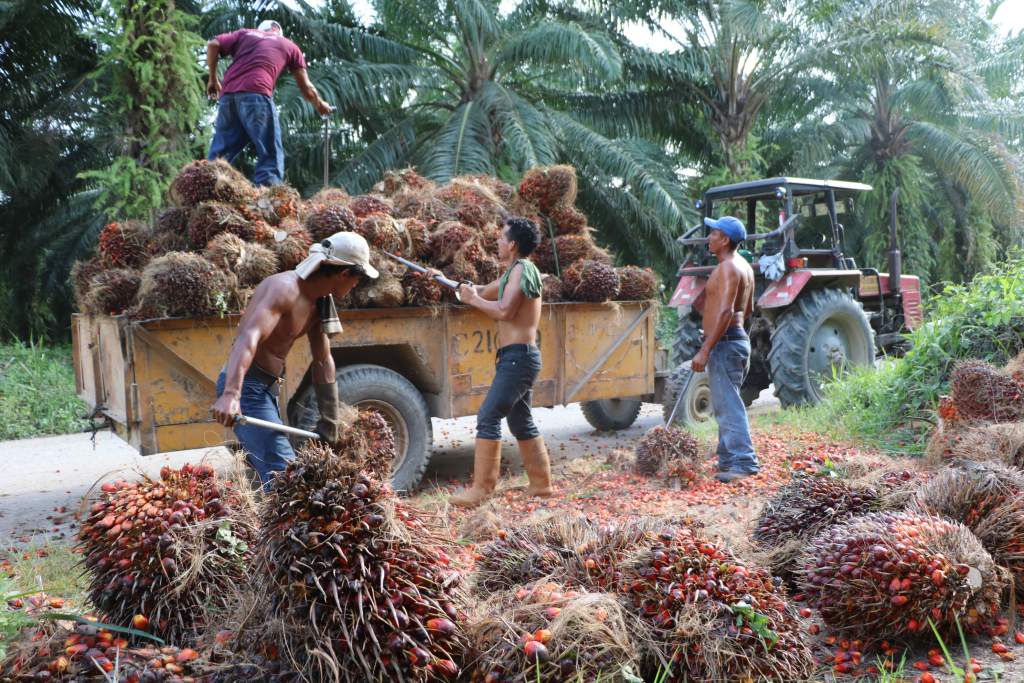 Dirigente de palmeros: «Sabemos que no estamos solos» Dirigente de palmeros: «Sabemos que no estamos solos»