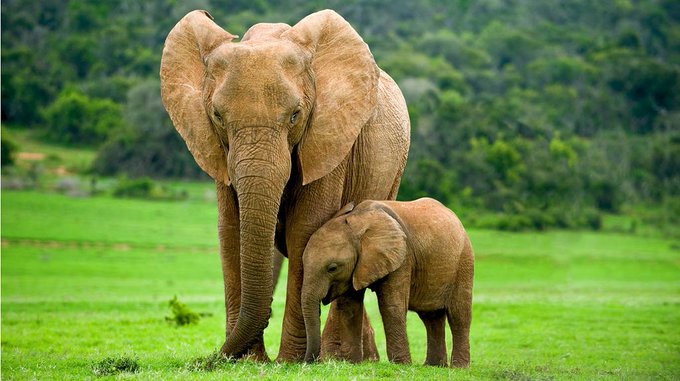 Namibia subasta 170 elefantes por la superpoblación y la sequía