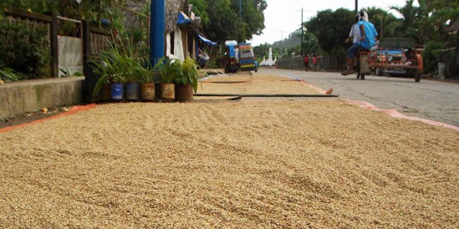 En Colón: 4,440 manzanas de arroz están listas para cosechar En Colón: 4,440 manzanas de arroz están listas para cosechar