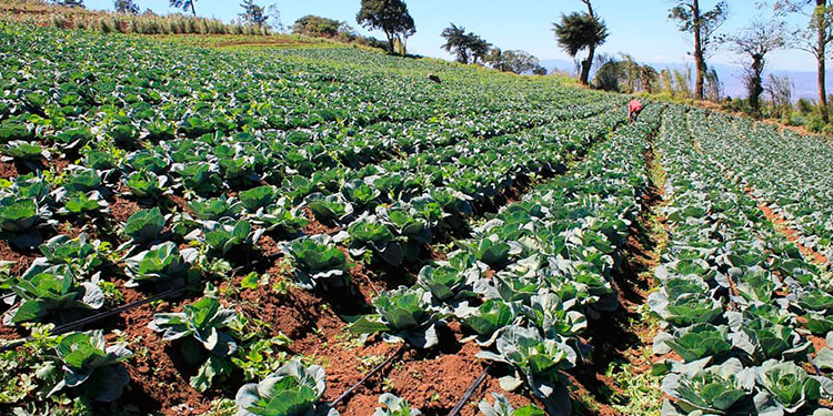 Ministro de la SAG: Corredor Seco genera 25 millones de libras de vegetales Ministro de la SAG: Corredor Seco genera 25 millones de libras de vegetales