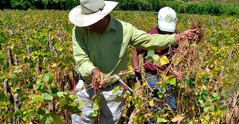 FENAGH:   «Sector agroalimentario, uno de los menos afectados por la pandemia » 