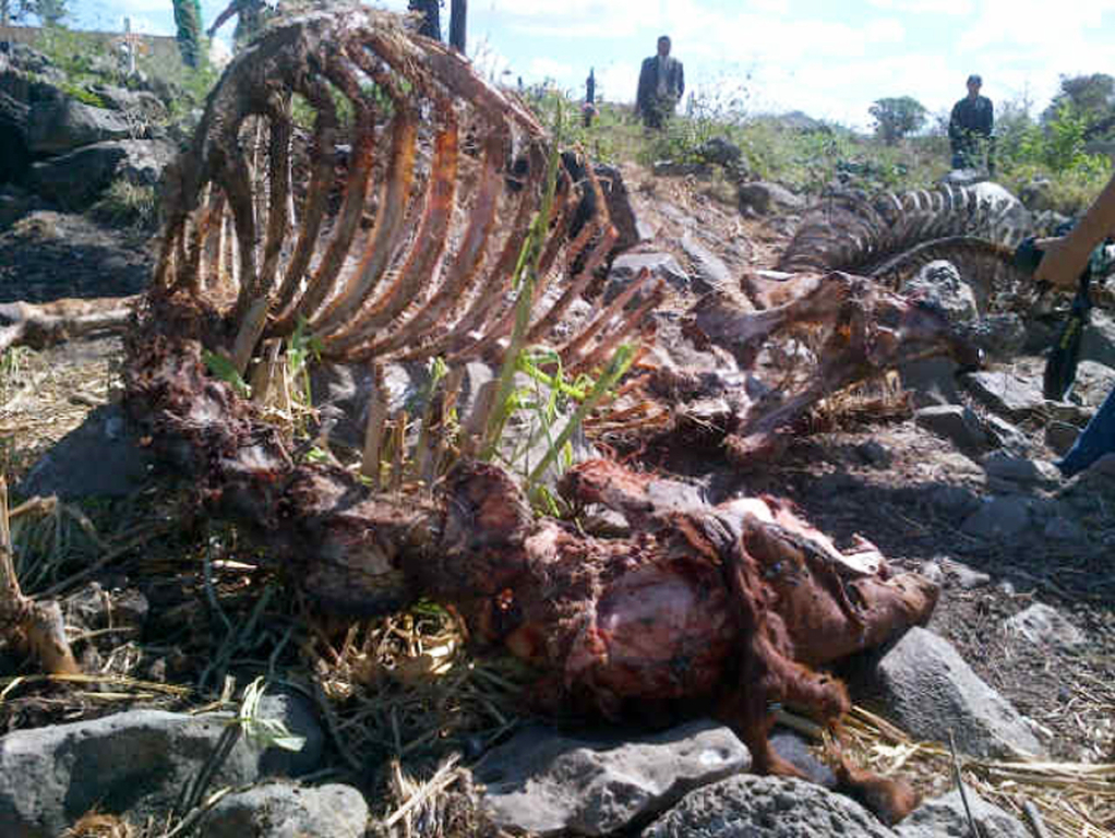 Descubren destazadero clandestino de caballos en el cementerio Divino Paraíso en la Capital Descubren destazadero clandestino de caballos en el cementerio Divino Paraíso en la Capital