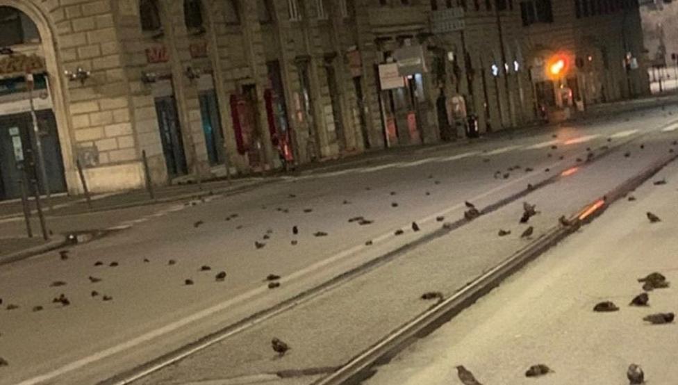 Cientos de pájaros aparecen muertos en las calles de Roma tras los fuegos artificiales de Año Nuevo