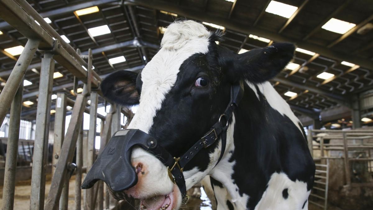 Mascarillas para vaca no tienen nada que ver con el Coronavirus