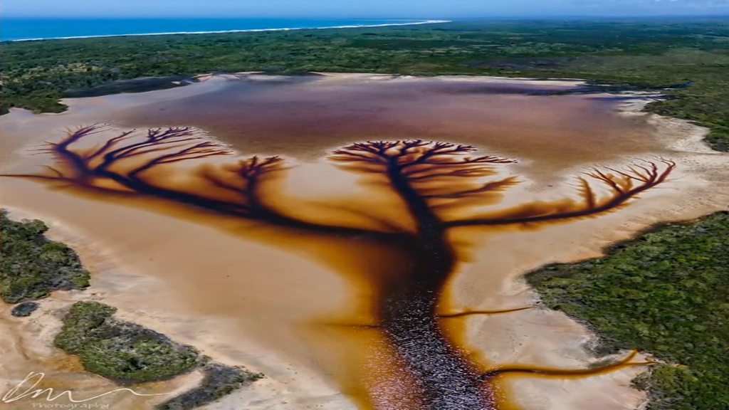 El Espectacular «árbol de la vida» apareció en un lago de Australia El Espectacular «árbol de la vida» apareció en un lago de Australia