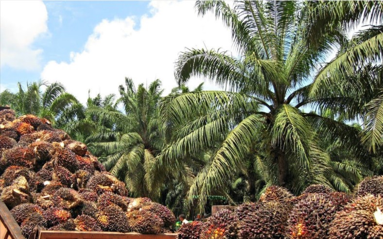 Unos L. 50 millones inyectará el gobierno al sector palmero  