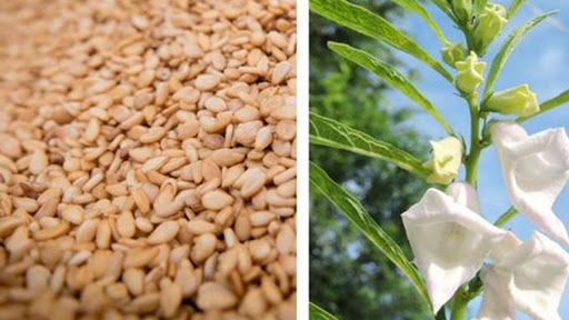 SAG: Honduras producirán nueve mil quintales de ajonjolí este año SAG: Honduras producirán nueve mil quintales de ajonjolí este año