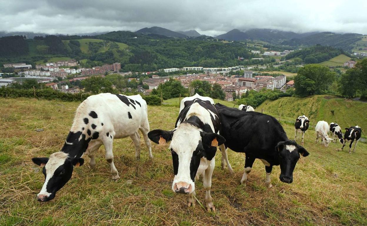 Unas 112,000 cabezas de ganado serán vacunadas en las zonas afectadas por Eta e Iota