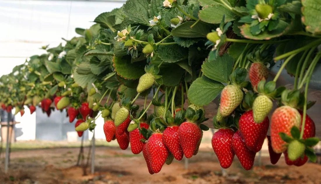 Anuncia dirigente: Con Agrocrédito reactivarán la producción de fresas