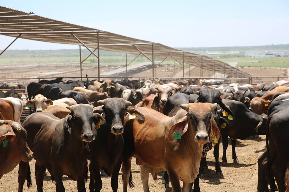 SAG destina L 54 millones para engordar toros SAG destina L 54 millones para engordar toros
