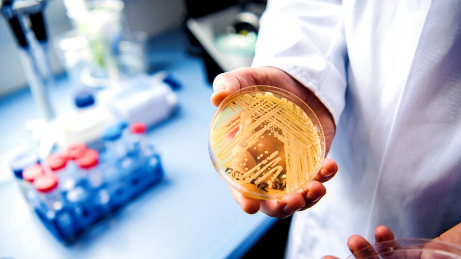 EL Salvador en alerta por la aparición de un Hongo llamado Cándida Auris