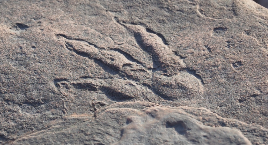 Niña de 4 años hizo un descubrimiento increíble