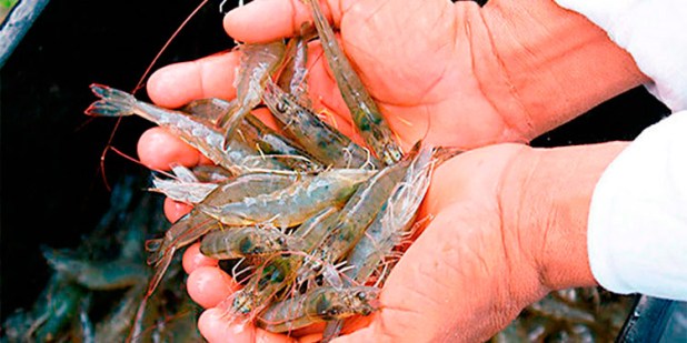 Senprende financia con L 27 millones a productores de sal y camarón Senprende financia con L 27 millones a productores de sal y camarón