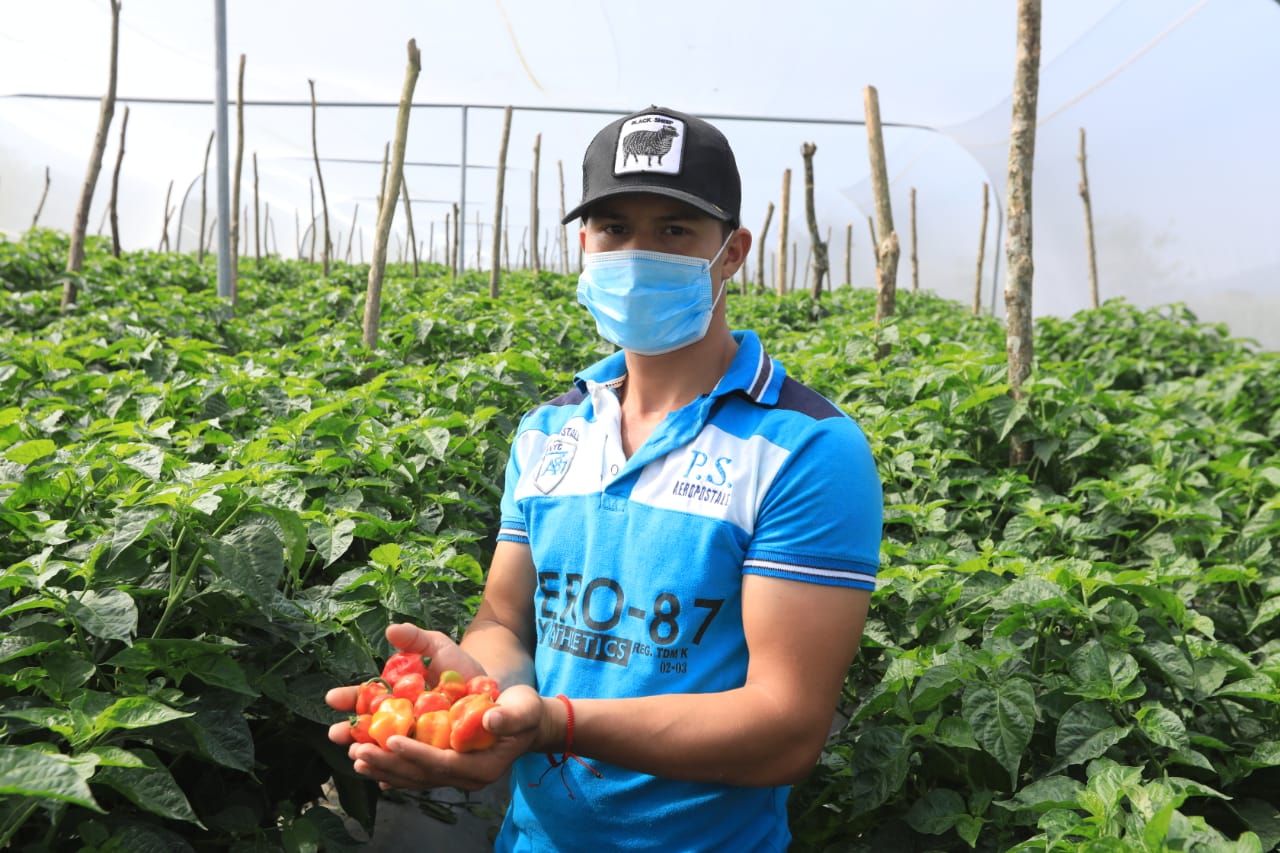 Productores de hortalizas mejoran rendimiento de sus cultivos con sistema de riego 