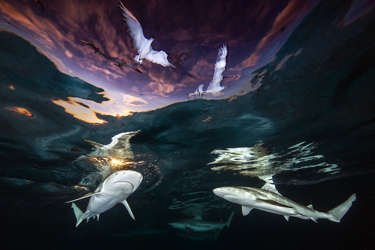 Conoce la fotografía ganadora del concurso: Underwater Photographer of the year 2021 Conoce la fotografía ganadora del concurso: Underwater Photographer of the year 2021