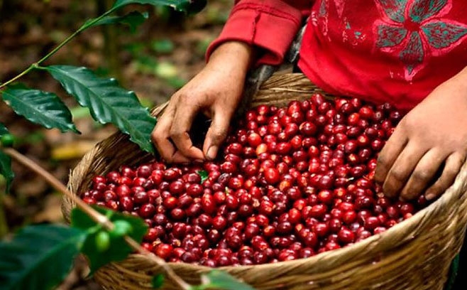 Expresa productor de café: «AgroCrédito 5% es un excelente producto para el agro»