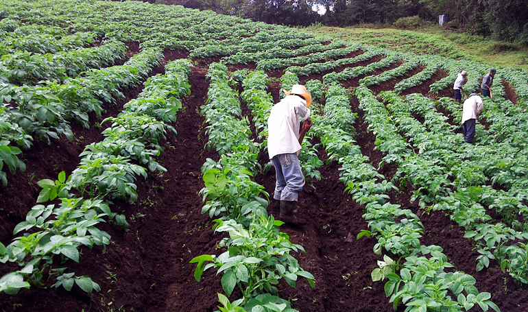 Ebin Andrade: 98,000 productores podrán acceder a los fondos AgroCredito al 5% de interés