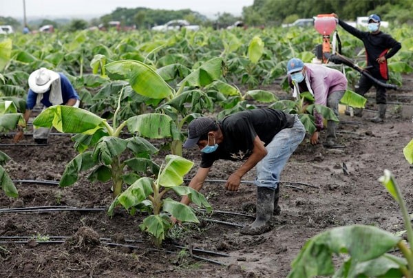 Experto en agro irrigación: Tasa de 5% para financiar a agricultores es excelente