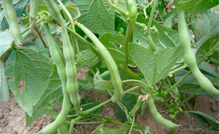 Más de L. 2.4 millones se invirtieron en semilla de frijol y fertilizante para apoyar a productores Más de L. 2.4 millones se invirtieron en semilla de frijol y fertilizante para apoyar a productores