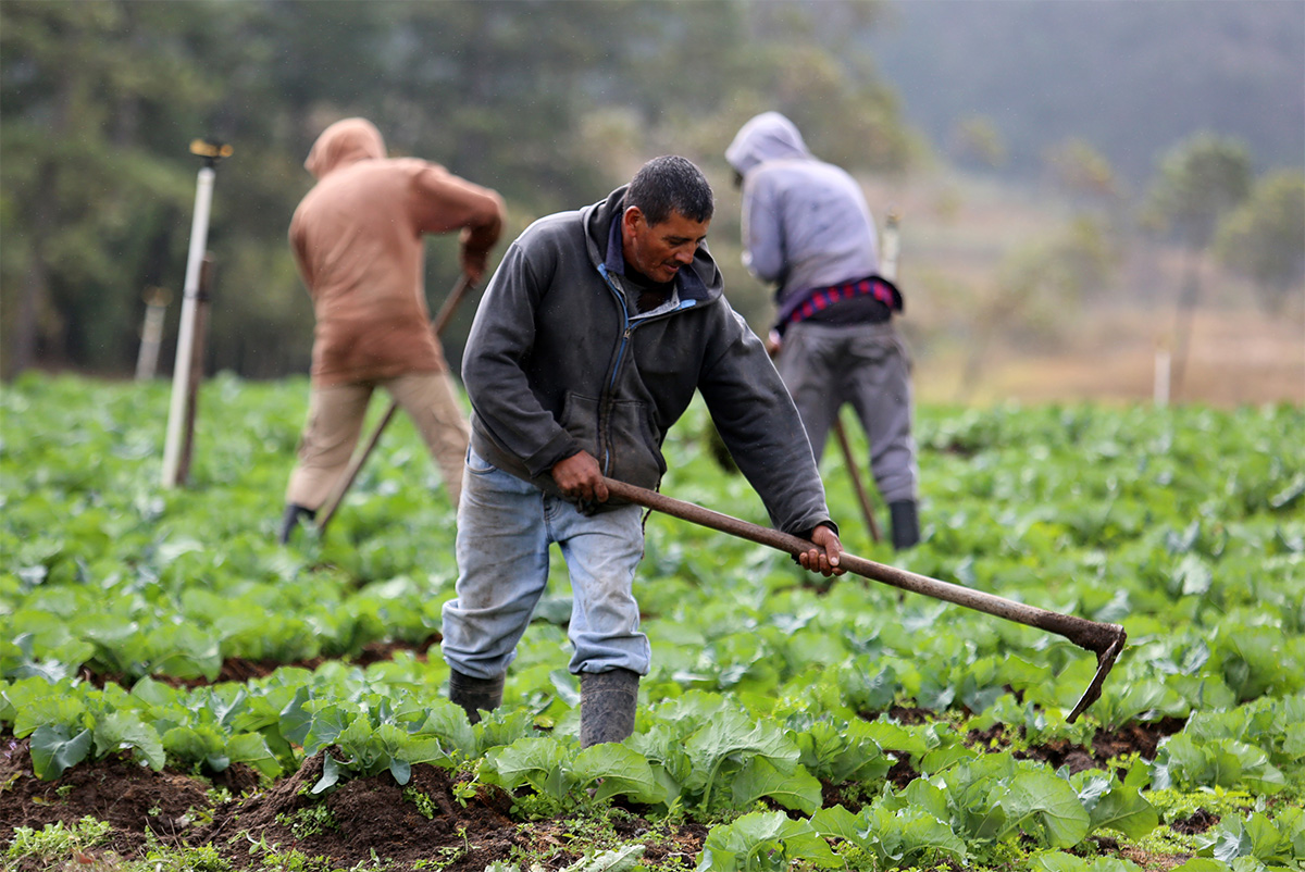 Liliana Castillo: Con fondos AgroCredito se debe dar prioridad a pequeños y medianos productores Liliana Castillo: Con fondos AgroCredito se debe dar prioridad a pequeños y medianos productores