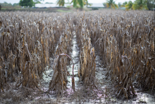 Ministro de la SAG: Destinaremos L1,260 millones a sectores productivos afectados por tormentas  